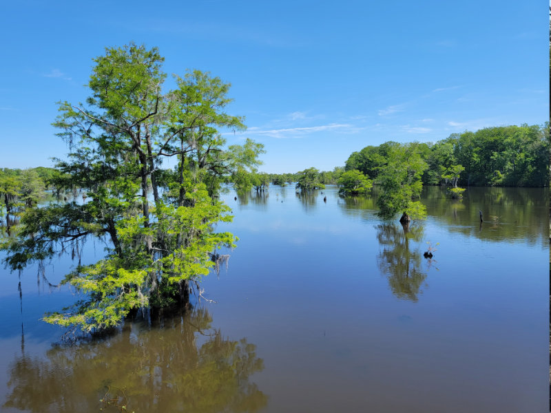 Wewahitchka Dead Lakes